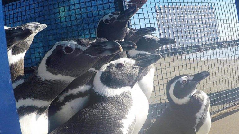 Doce pingüinos rescatados en la costa atlántica fueron devueltos al mar