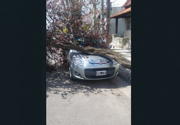 Por los fuertes vientos, un árbol cayó sobre un auto