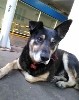 Finalmente Lobito tiene familia