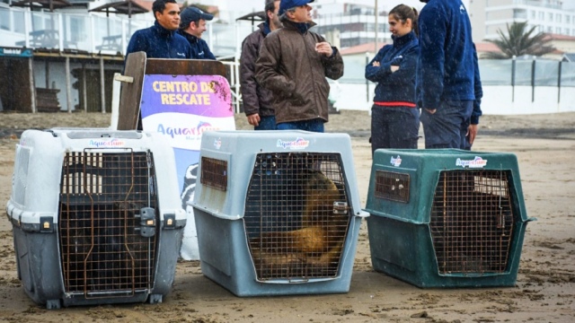 Así fue el regreso al mar de cuatro lobos marinos que fueron rehabilitados