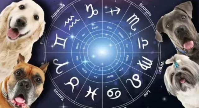 Horóscopo canino: Cómo es tu mascota según su signo del Zodiaco
