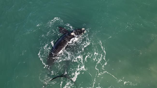 Hoy se conmemora en la Argentina el Día Nacional de la Ballena Franca Austral