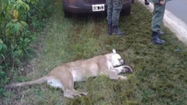 Murió un puma atropellado en la ruta