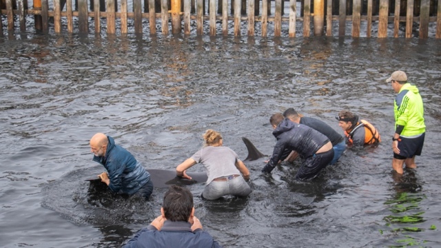 Sorpresa en la Patagonia: Decenas de delfines encallaron en las costas de Ushuaia