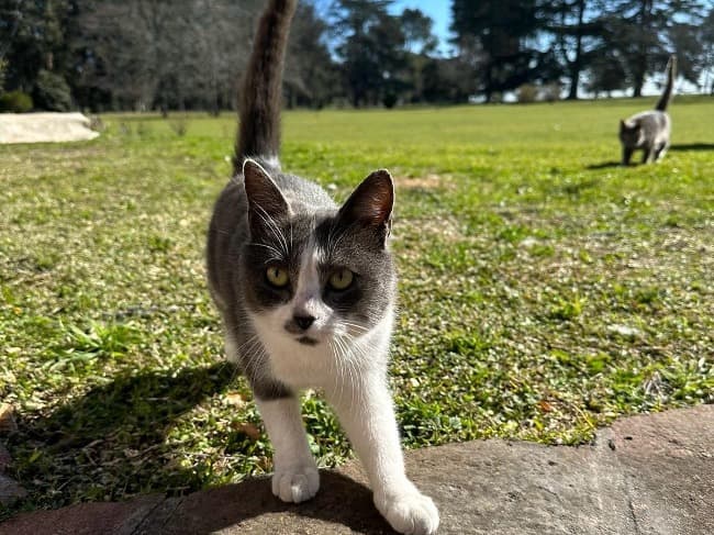 Nuevo cronograma del quirófano móvil para animales