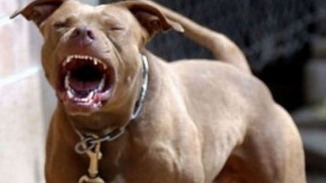 En fallo inédito, condenan prisión al dueño de perros que atacaron a un hombre