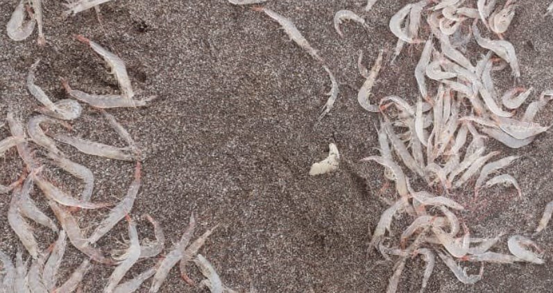 Playa Grande: sorpresa e incertidumbre por la aparición de miles de camarones