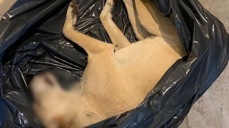 Indignante: Un perro atacó a su hija y él lo mató de una patada