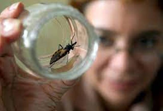 Descubren que un fármaco usado para la hipertensión puede inhibir el Mal de Chagas