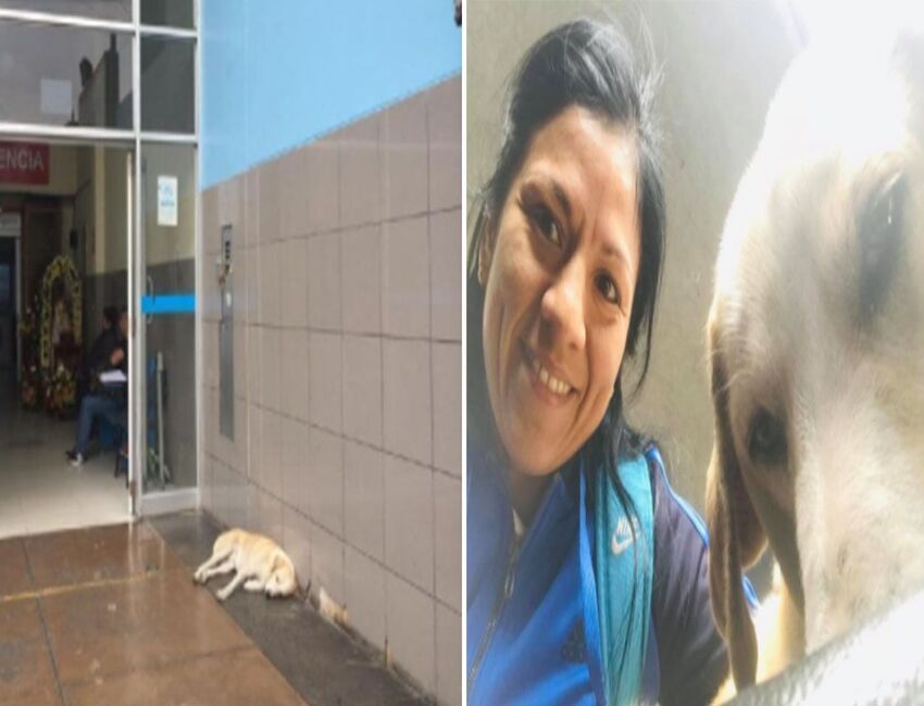 Noticia Viral: Adoptan a perrito que esperó tres días a su dueño fallecido en hospital
