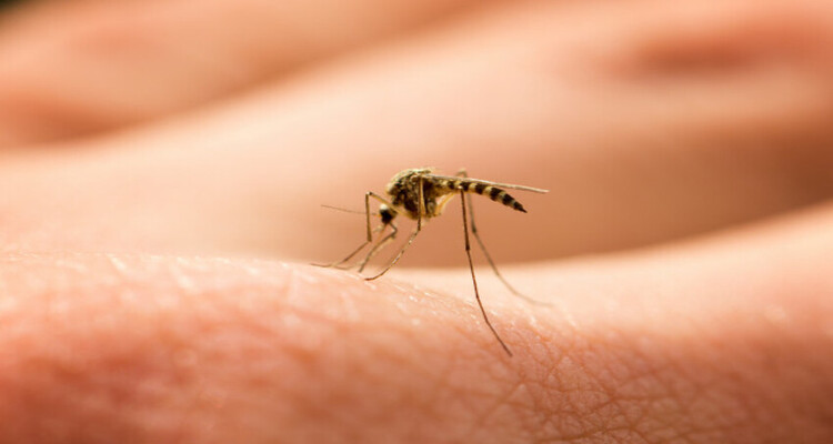 Invasión de mosquitos:Qué desencadenó la inusual presencia del insecto