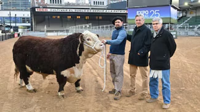 Leia Un toro raza Hereford fue el primer animal en ingresar a la Expo Rural 25