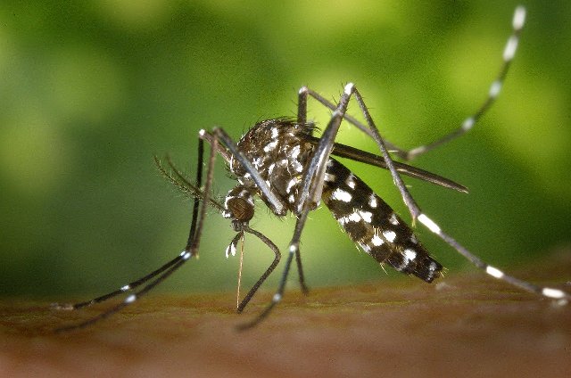 Confirman tres casos de dengue en la Ciudad: los pacientes tienen antecedentes de viajes