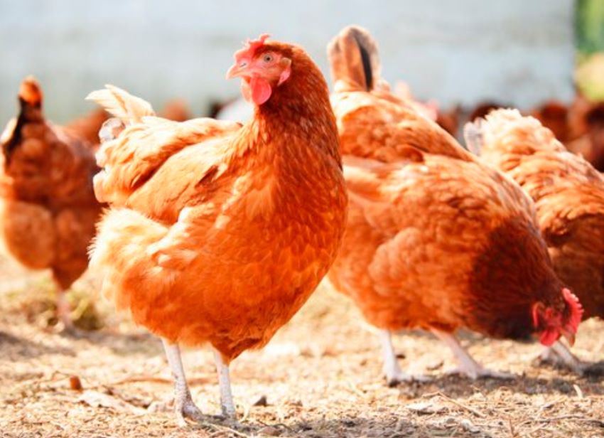 Influenza aviar: Argentina cerró el último brote en aves comerciales y se autodeclaró país libre