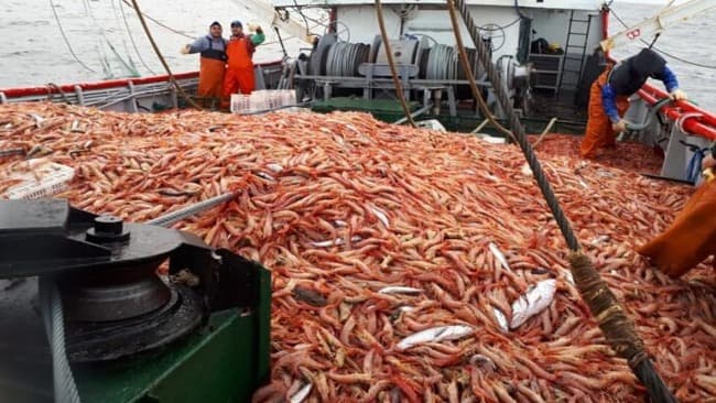 Mar del Plata participa con más de 50 barcos de la millonaria zafra de langostino