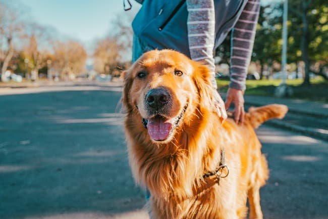 Nuevas ubicaciones de los quirófanos móviles para animales