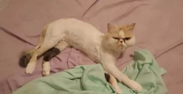 Kitty, la gata del milagro: estuvo 45 minutos en un lavarropas en funcionamiento y sobrevivió