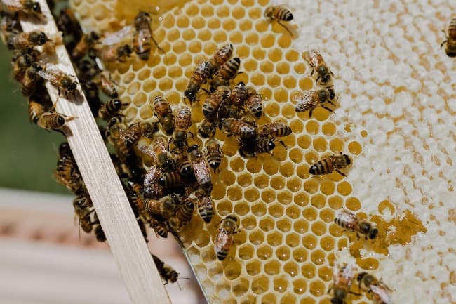 El Municipio abre las inscripciones para el nuevo curso de Cría de Abejas Reinas