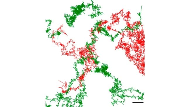 Leia El CONICET logró visualizar con IA un neurorreceptor implicado en enfermedades neurológicas
