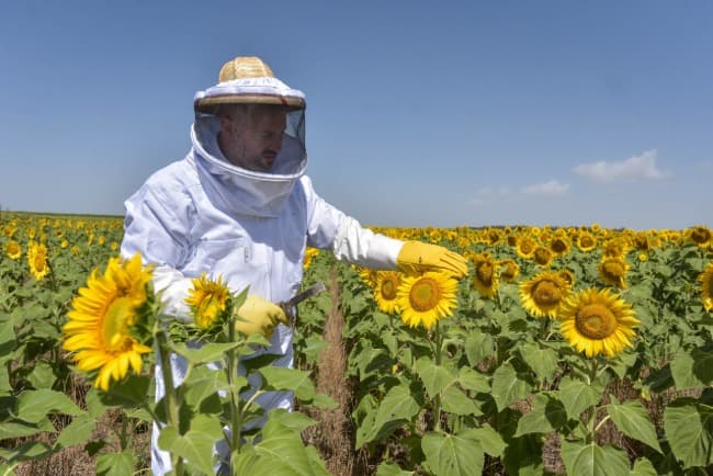 Mar del Plata produce más de 1.200 toneladas de miel al año y fortalece su sector apícola