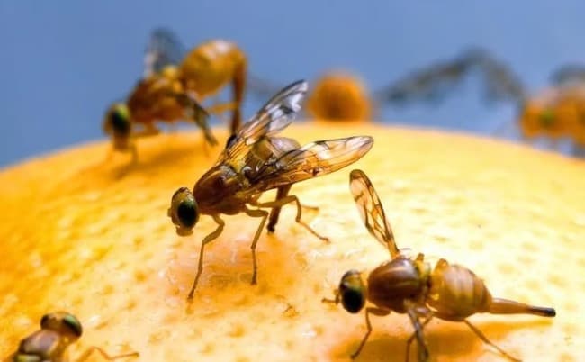 Alerta insectos: el cambio climático podría conducir a un caos en los ecosistemas