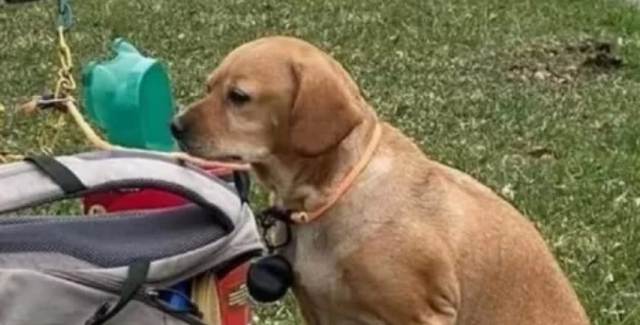 Historia Viral: Abandonó a su perro con una mochila llena de juguetes y una nota