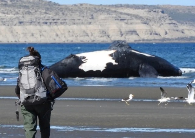 Ya son trece las ballenas muertas en el Golfo Nuevo de la Península Valdés