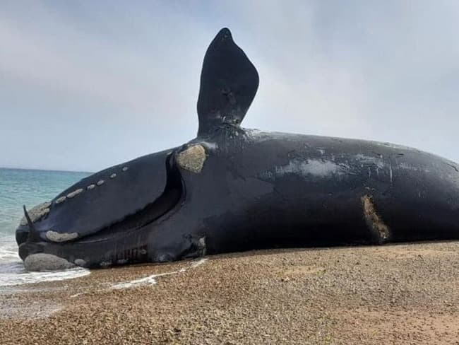 Chubut: encontraron 21 ballenas muertas en Península Valdés