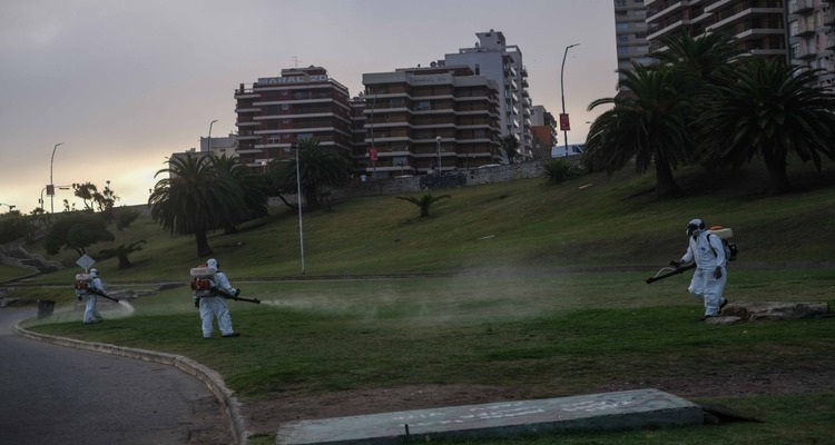 Invasión de mosquitos; La Municipalidad  está fumigando las zonas verdes de la Ciudad