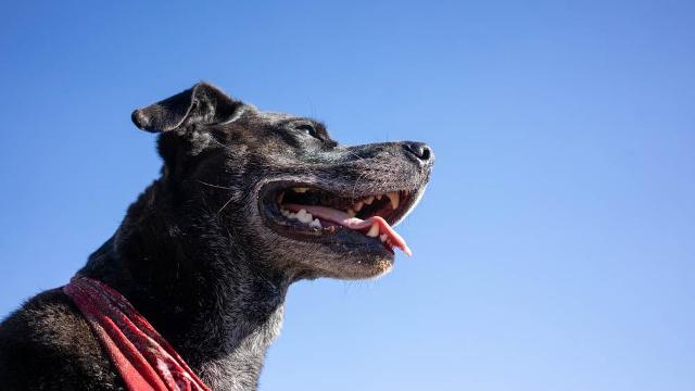 Nuevo cronograma del quirófano móvil para animales