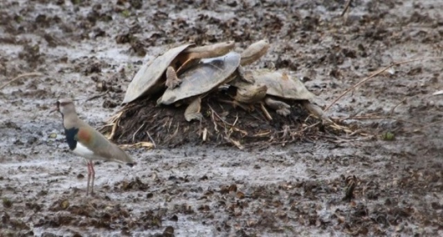 La sequía, el calor y la bajante del Paraná provocan mortandad de peces y tortugas de agua