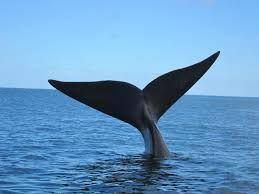 Piden a deportistas acuáticos evitar acercamientos peligrosos a las ballenas