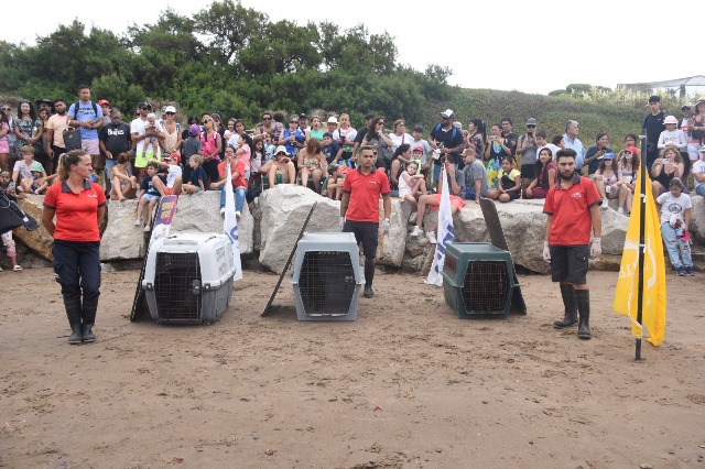 Suelta de Lobos en la Fundación Aquarium: Eze, David y Nico volvieron al mar